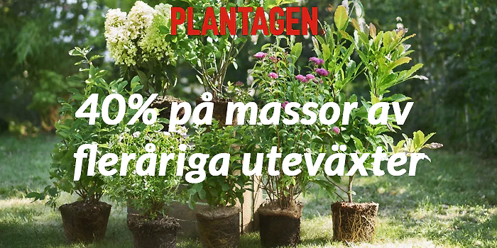 40% på massor av fleråriga uteväxter!