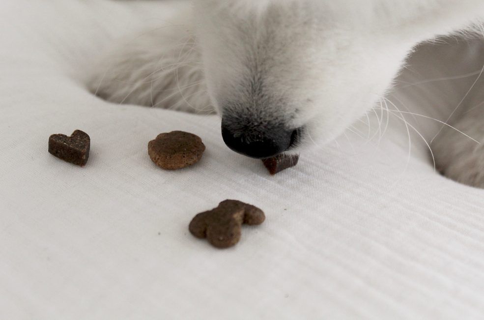 Kvalitativt hundgodis med naturliga ingredienser från Buddy Pet Foods