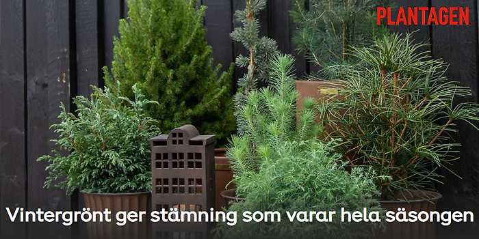 20 % på alla vintergröna barrträd