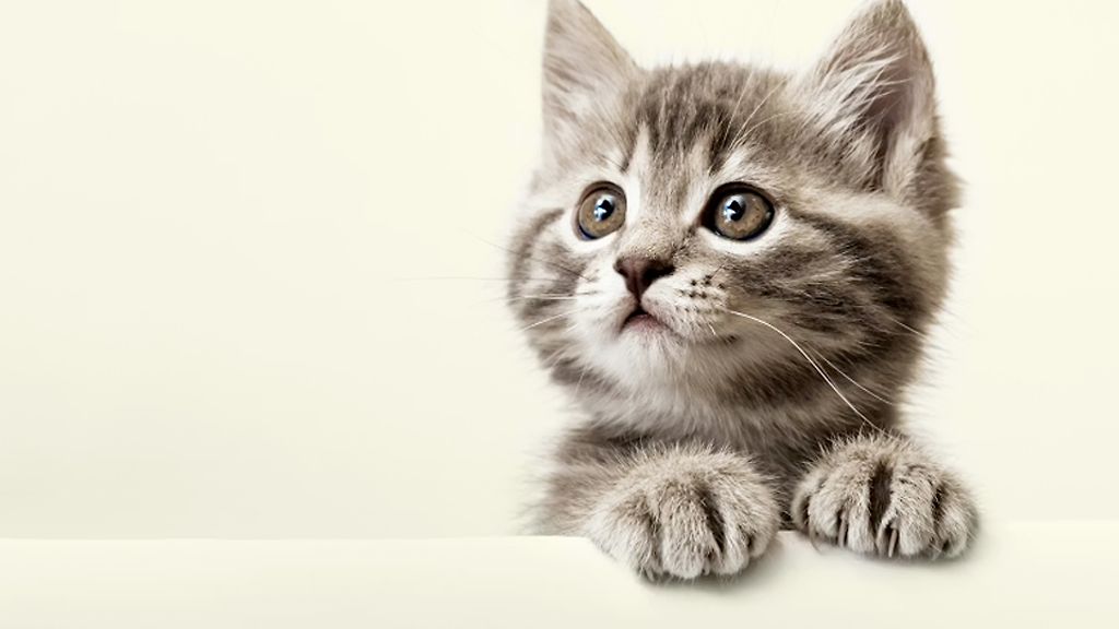 Gör ett klipp för ditt husdjur med 40%