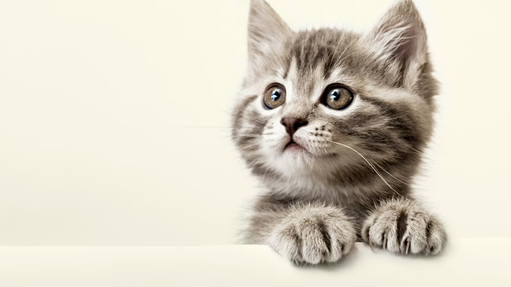 Allt till ditt husdjur!