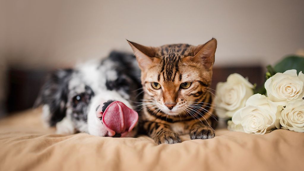 Allt för ditt husdjur!