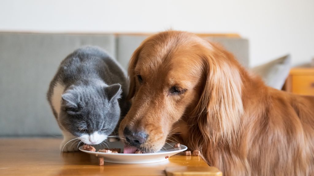 Nya favoriter med zooplus originals!