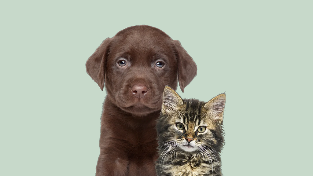 Trygg försäkring för ditt djur 🐾