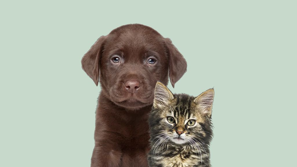 Trygg försäkring för ditt djur 🐾