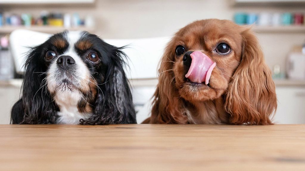 Zoodays är tillbaka!