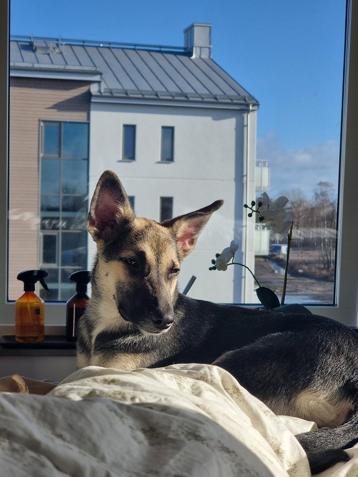 Allt din hund vill ha hos First Vet!