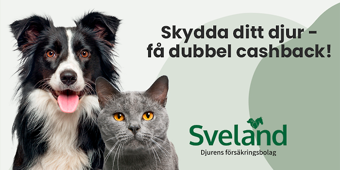 Skydda din fyrbenta vän!