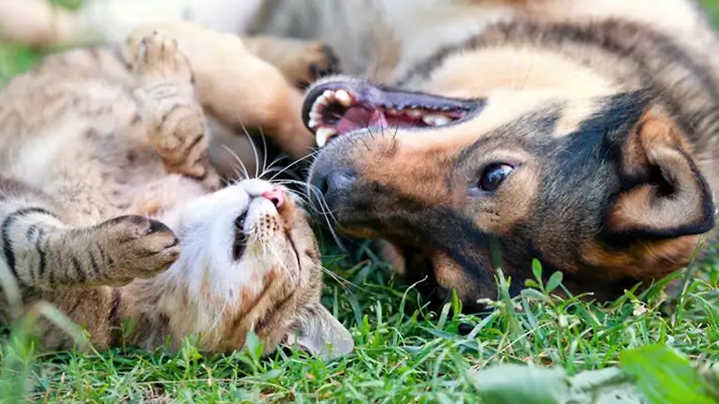 De bästa produkterna för ditt husdjur