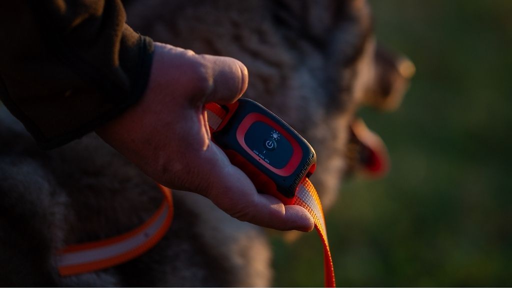 -20% på hundpejlar!